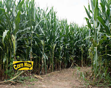 Kids Tallahassee: Corn Mazes and Farm Fun - Fun 4 Tally Kids
