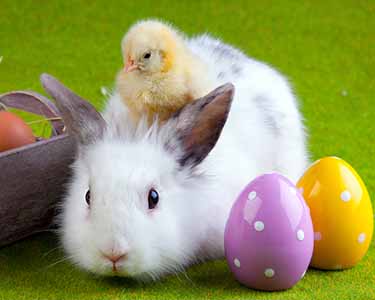 Kids Tallahassee: Easter Bunny Events - Fun 4 Tally Kids