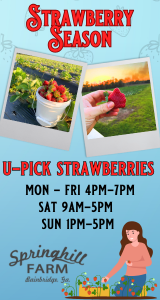 Spring Hill Farm U Pick Strawberries