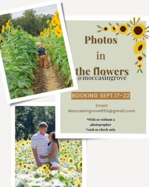Pictures in the sunflowers!