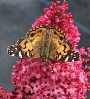 Pollinator Census at Pebble Hill Plantation