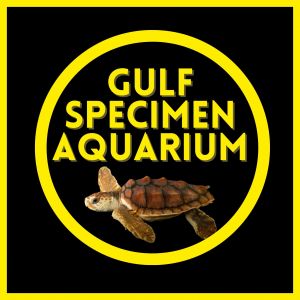 Gulf Specimen Aquarium Aquatic Adventures Summer Camps