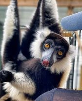 North Florida Wildlife Center Special Events