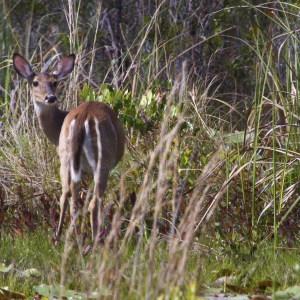 Aucilla Wildlife Management Area