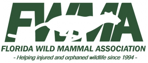 Wildlife Wonders Education Program with Florida Wild Mammal Association