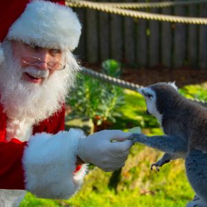 12/13: Jungle Jingle at NFWC