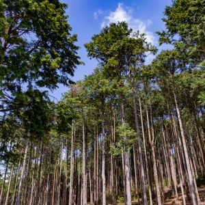 FAMU Forestry and Conservation Education (FACE) Summer Program