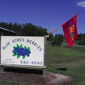 Blue Acres Berries Blueberry U-Pick