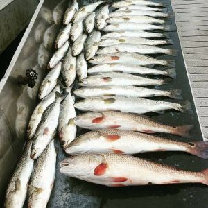 Viking Coastal Charters
