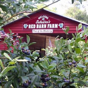 Saladino's Red Barn Farm