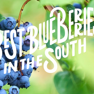 Jubilee Orchards Blueberry U-Pick