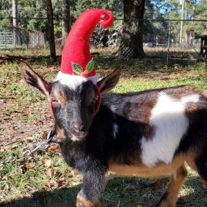 Goat Grams by Silly Goose Farmstead