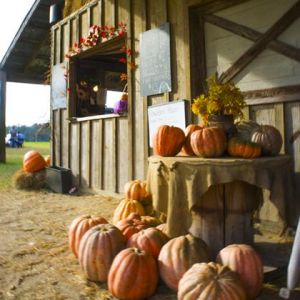 09/30-10/29: Octoberfest at Springhill Tree Farm