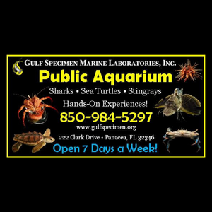 Gulf Specimen Marine Aquarium