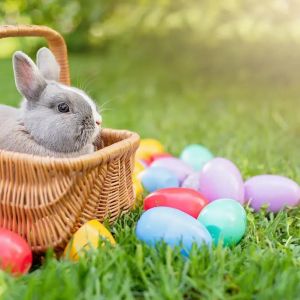 04/19-04/20: North Florida Wildlife Center Easter Eggstravaganza