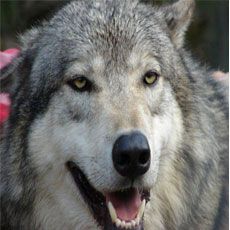 Chipley- Seacrest Wolf Preserve
