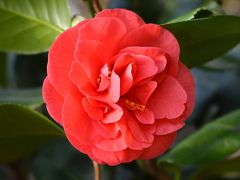 12/06: Annual Camellia Christmas at Alfred B. Maclay Gardens State Park