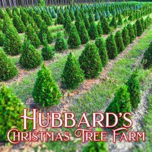 Hubbard Christmas Tree Farm